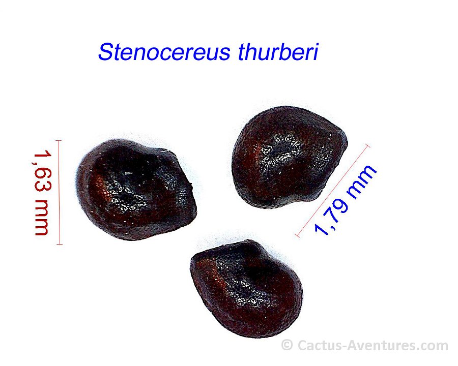 Stenocereus thurberi graines